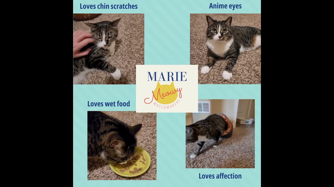 Enlarge Marie, a Adoptable Domestic Short Hair in FAIRWAY, KS video 6/6