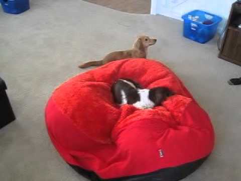 Dachshunds Play "Cops & Robbers" - Crusoe & Oakley Dachshund