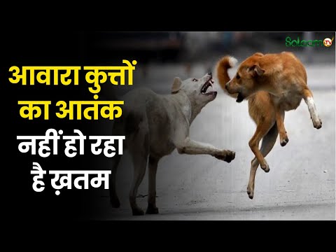 Rohini News : Delhi के रोहिणी में Dog lovers का हंगामा   | Dog | Indian Army |
