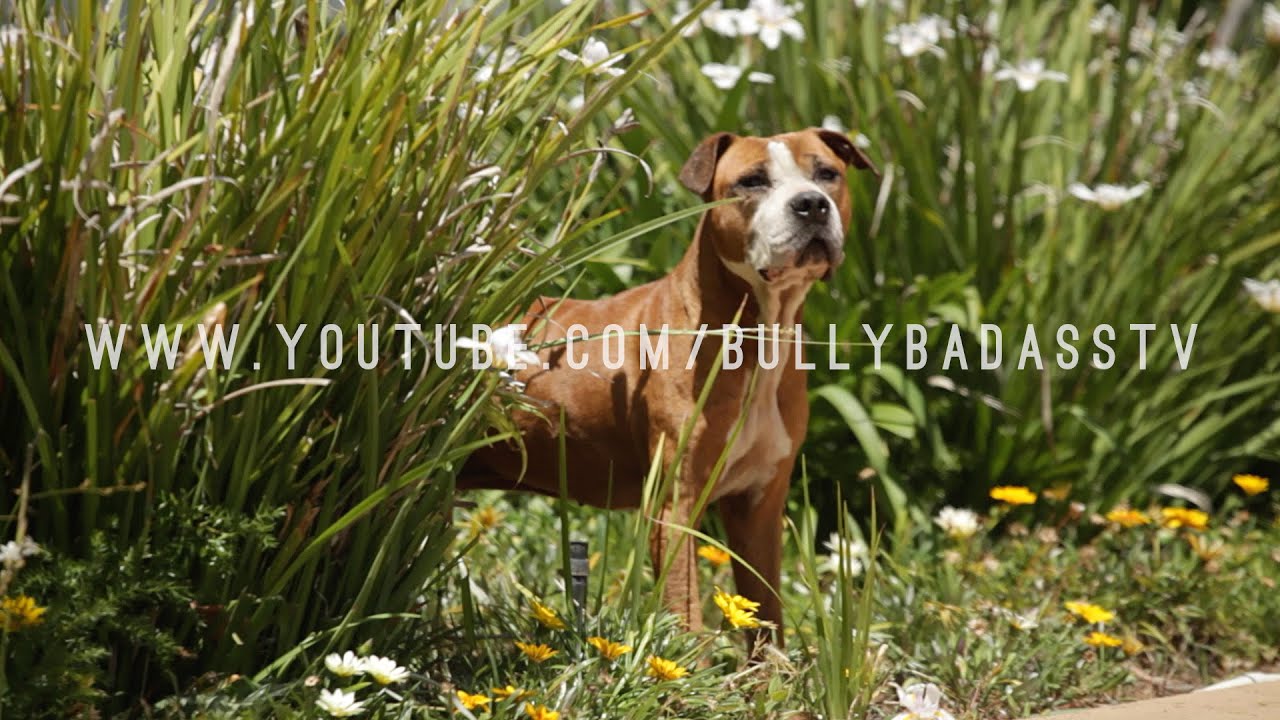 The 11 Best Documentaries About Pitbulls The 11 Best Documentaries About Pitbulls