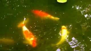 preview picture of video 'My Kohaku Koi and Goldfish Pond June 2014'