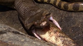 Anaconda Under Water Life & Eating Fish