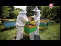 Пчелиная семья - уникальная модель общества
