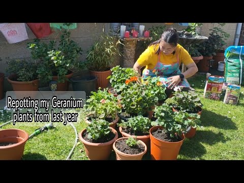 , title : 'Repotting my Geranium plants from last year#flowers#nepaligardening