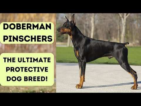 Doberman Pinschers The Ultimate Protective Dog Breed!
