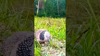 Download lagu NGUKU PANJANG mp3 Download lagu NGUKU PANJANG mp3