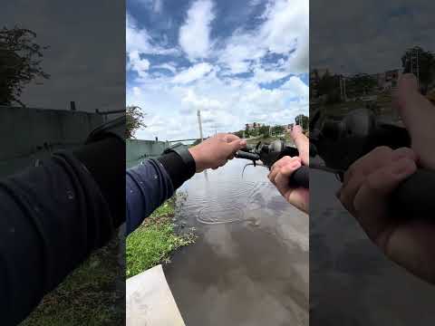 Tucunaré no Rio Acaraú em Sobral-Ce #fishing #pesca #pescaria