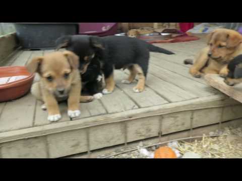 die tialdas-wilhelminas + alfonsa