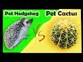 Pet Hedgehog VS Pet Cactus: PROS AND CONS
