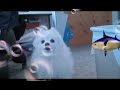 SpongeBork SquareDog Song By Rapid Liquid