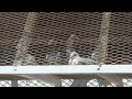 Las Vegas Neighbors Complain About Noise From Backyard Birds