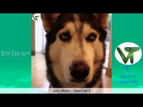 Funniest Vines of February 2015 (Part 1) | Funny February 2015 Vine Compilation
