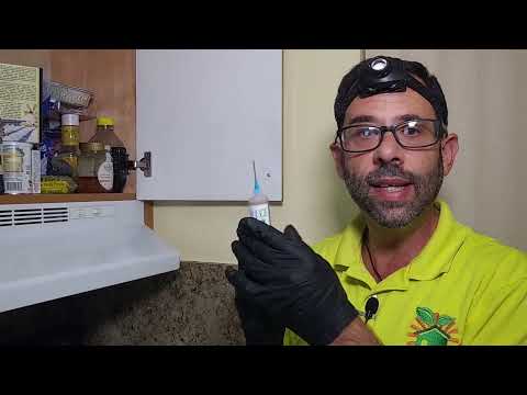 YouTube video about: What does pest control spray in apartments?