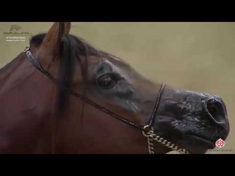 N 52 RD TESORO   29th Qatar Intl A H  Show 2020   3 Years Old Colts Class 3