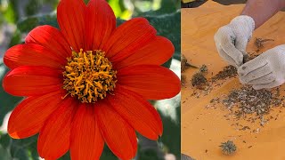 How to Harvest Seeds from Mexican Sunflowers (Tithonia)