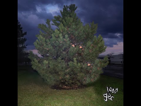 stupid horse (instrumental)