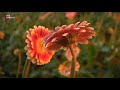 Windhoos richt ravage aan bij bloemenkweker in Mijdrecht [RTV Utrecht]