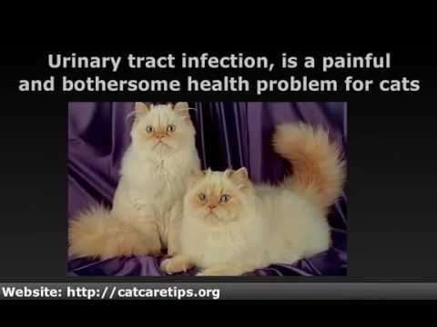 Cat Health Problems Symptoms