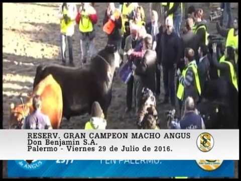 29-07-16 Reservado Gran Campeón Macho Angus - Palermo 2016.