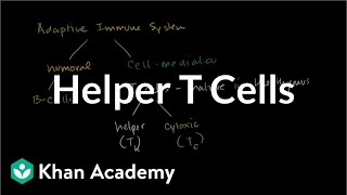 Helper T cells | Immune system physiology | NCLEX-RN | Khan Academy