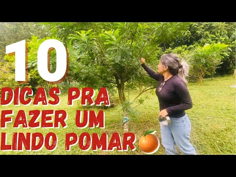 10 DICAS PRA FAZER UM LINDO POMAR???/TOUR PELO POMAR/Bora pra Roça?