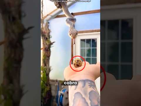 A Cobra ENGOLE o Ovo! #curiosidades #incrivel #animal