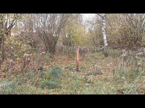 Wildverbiss im Winter minimieren