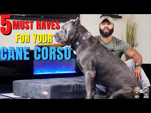 5 Must Haves For Your Cane Corso