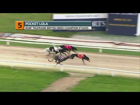 2021 BRITISH BRED CHAMPION - T5 POCKET LOLA