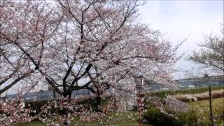 preview picture of video 'Anjo cherry trees and babbling Road 安城市の桜並木と大道山せせらぎ街道の散策'