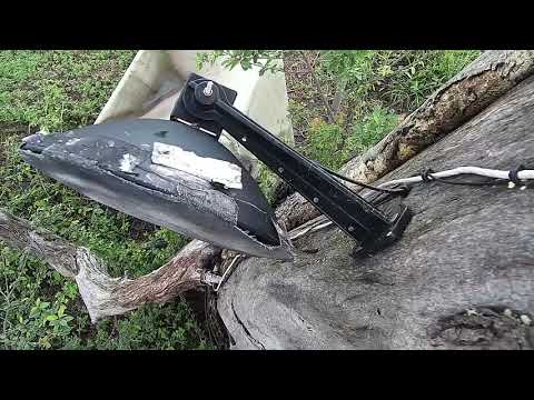 Djuma: Vervet Monkey at cam tree - 06:36 - 11/23/21