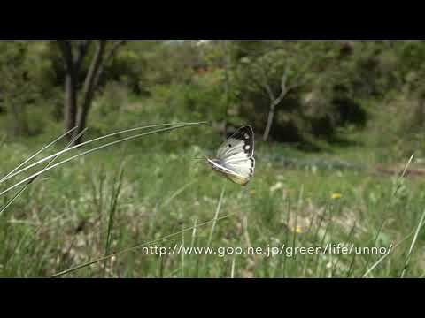 産卵して飛び立つ庭のモンキチョウ  Eastern pale clouded yellow