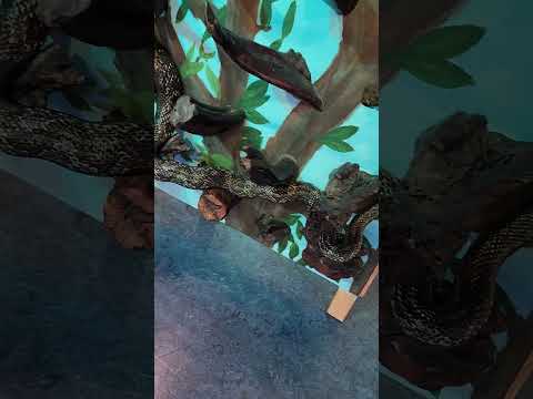 Onyx the snake at NC Aquarium