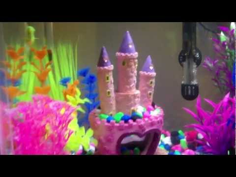 Glofish and Bettafish Aquarium Day and Night View