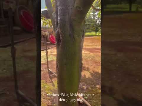 Cùng khám phá "Karado" Sạch Rong Rêu của nhà One More