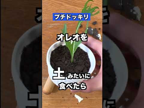 オレオを土みたいに食べた時の妹の反応がww 【ドッキリ】#shorts