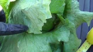 preview picture of video 'Live from the Fields: Iceberg Lettuce Harvesting Transition, Huron, CA'