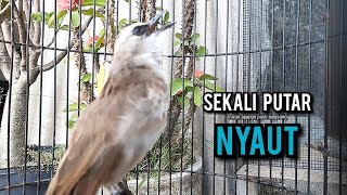 Download lagu trucukan gacor ROPEL PANJANG pancingan trucukan agar bunyi jadikan burung trucuk gacor EMOSI NYAUT mp3