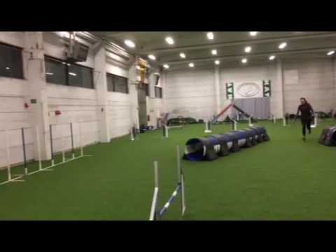 Maiju Fore 2016agility