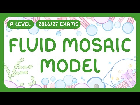 A-Level Biology - Fluid Mosaic Model - What Cell Membranes Are | Key Structures (2026/27 exams)