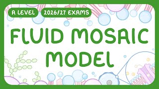 A-Level Biology - Fluid Mosaic Model - What Cell Membranes Are | Key Structures (2026/27 exams)
