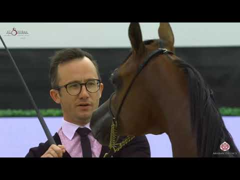 N 32 WARD AL BIDAYER   Al Shiraa International Arabian Horse Show 2020