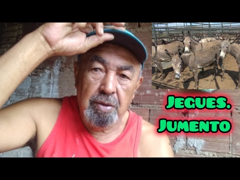 Ep131)FALANDO SOBRE  JUMENTOS E PASSANDO PÔR SÃO FRANCISCO. PARAMBU CE. BRASIL 🇧🇷 