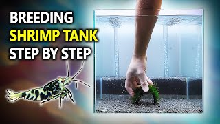 Breeding Shrimp Tank Setup for Caridina