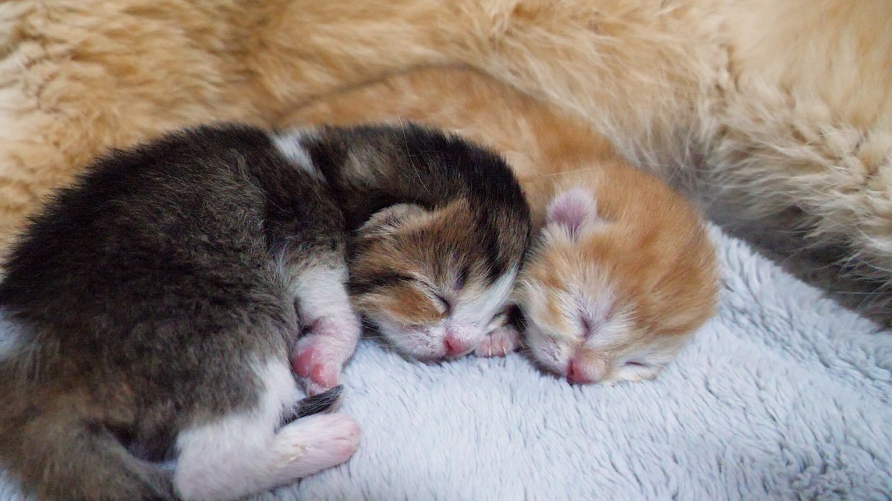 Cute little kitten that falls asleep the moment it snuggles up to its mom...