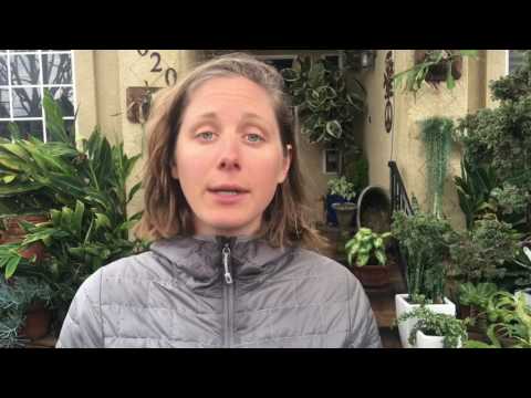 Kurapia The Worlds Greatest Ground Cover - Dog Approved