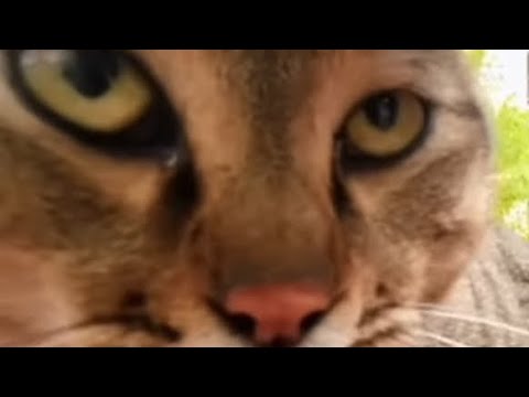 Cats..BUT THERE MORE! (Vine boom and memes a)