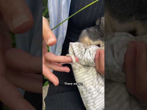 Introducing the Ringtail Possum