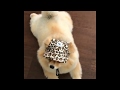Shila The Pom