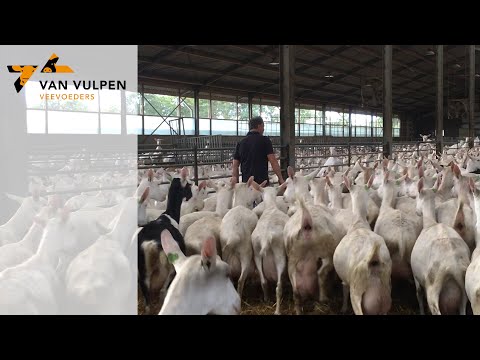 , title : 'Waarom kiest deze geitenboer met 2800 geiten voor ruwvoer marktplaats'